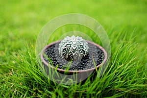 Cactus in pot on green garden ground.