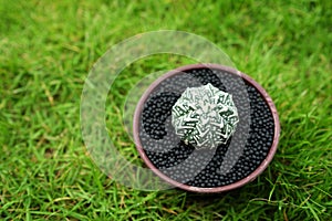 Cactus in pot on green garden ground.