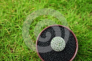 Cactus in pot on green garden ground.