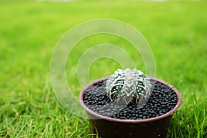 Cactus in pot on green garden ground.