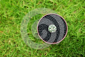 Cactus in pot on green garden ground.