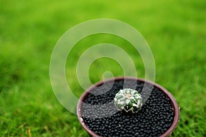 Cactus in pot on green garden ground.