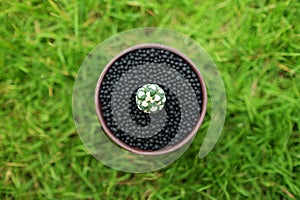 Cactus in pot on green garden ground.