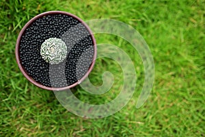 Cactus in pot on green garden ground.