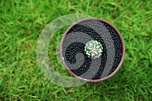 Cactus in pot on green garden ground.