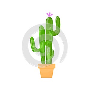 Cactus in a pot. A green succulent with a pink flower. Flat cartoon illustration isolated on a white background.