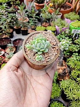 Cactus in pot on hand See the beautiful.