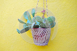 Cactus on a pot hanged on a yellow wall