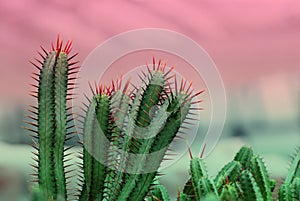 Cactus pot isolated blurred black Background or call Cereus tetragonus cactus - Floral backdrop and beautiful detail