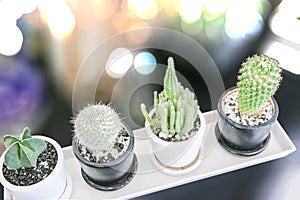 Cactus in a pot on a isolated bokeh background