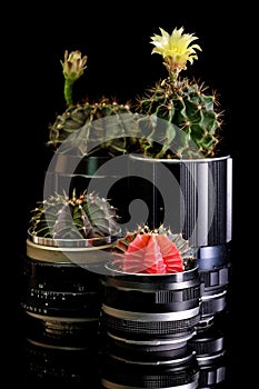 Cactus pot made from old camera  lenses