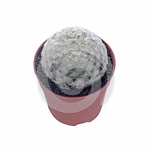 Cactus pot