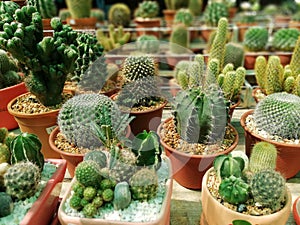 cactus in pot on market stall