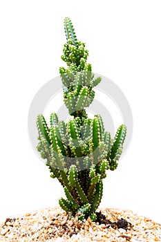 Cactus in pot natural beautiful isolated on white background, Cereus peruvianus, Acanthocereus tetragonus cv. Fairytale castle