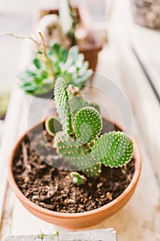 Cactus in a pot