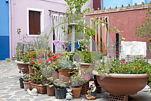 Cactus Pot Plants