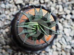 cactus in pot small grow slow bueaty in ceramic pot house garden