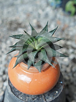 cactus in pot small grow slow bueaty in ceramic pot house garden