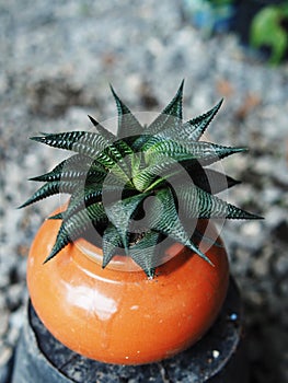 cactus in pot small grow slow bueaty in ceramic pot house garden