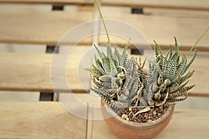 The cactus in a pot on the table