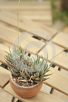 The cactus in a pot on the table