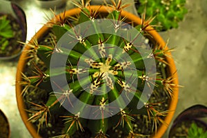 Cactus in a pot. View from above. Nature plant