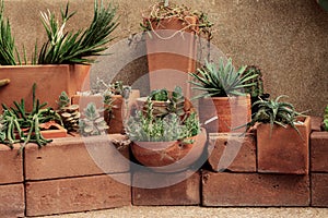 Cactus in pot at wall.