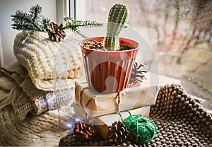 cactus in a pot at windowsill . cozy zero waste Christmas with recycled decor. Soft knitted scarves and hand-wrapped