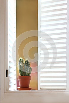Cactus in a pot on the windowsill. A white window . Shutters on a white window. A houseplant.Vertical photo.