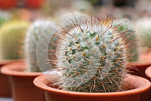 Cactus in pots.
