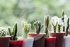 Cactus in pots at balcony