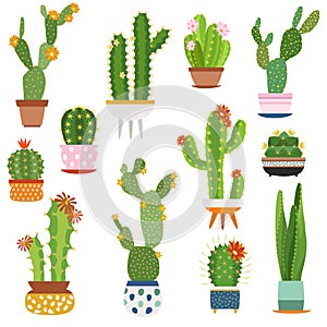 Cactus pots. Home plants cacti flowers in ceramic pot succulent plant, cactuses with prickles flora garden