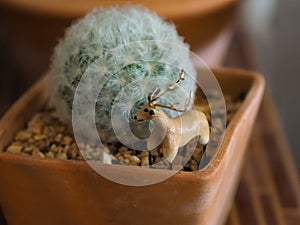 Cactus in pots and little dolls