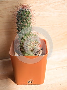 Cactus in pots placed on a wooden table