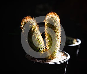 Cactus in pots, ray light