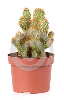 Cactus potted