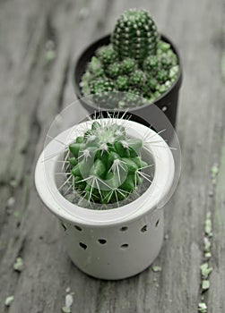 Cactus with prickle in pots.