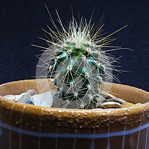 Cactus with prickles on a black isolated background