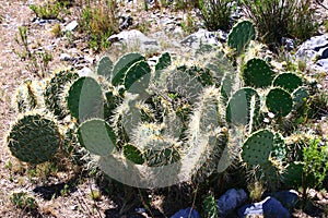 Cactus prickly bear photo