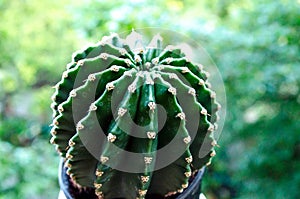 Cactus. Prickly cactus on a background of trees. Home flower. Flower in a pot.