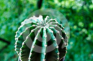 Cactus. Prickly cactus on a background of trees. Home flower. Flower in a pot.