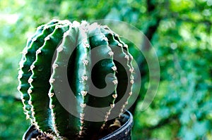 Cactus. Prickly cactus on a background of trees. Home flower. Flower in a pot.