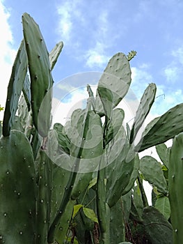 Cactus or Prickly pear with clouds and sky. nature background wallpaper,