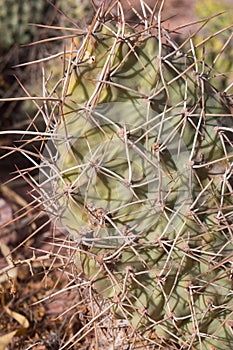 Cactus photo