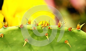 Cactus with puas in a garden photo