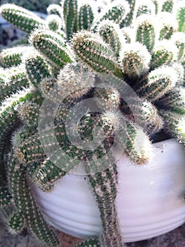 Cactus pulpo photo