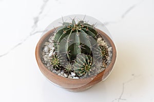 Cactus with pups in a clay pot