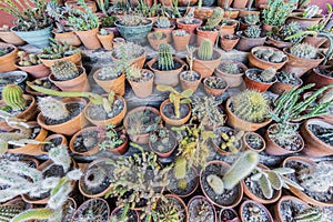 Cactus in Purmamarca, Jujuy, Argentina.