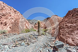 Cactus in Purmamarca, Jujuy, Argentina.