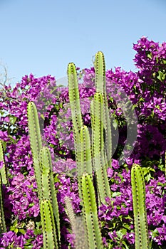 Cactus and purple bougainvillea